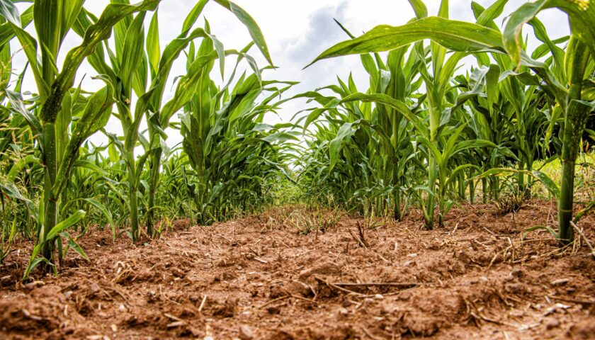 Corn growing