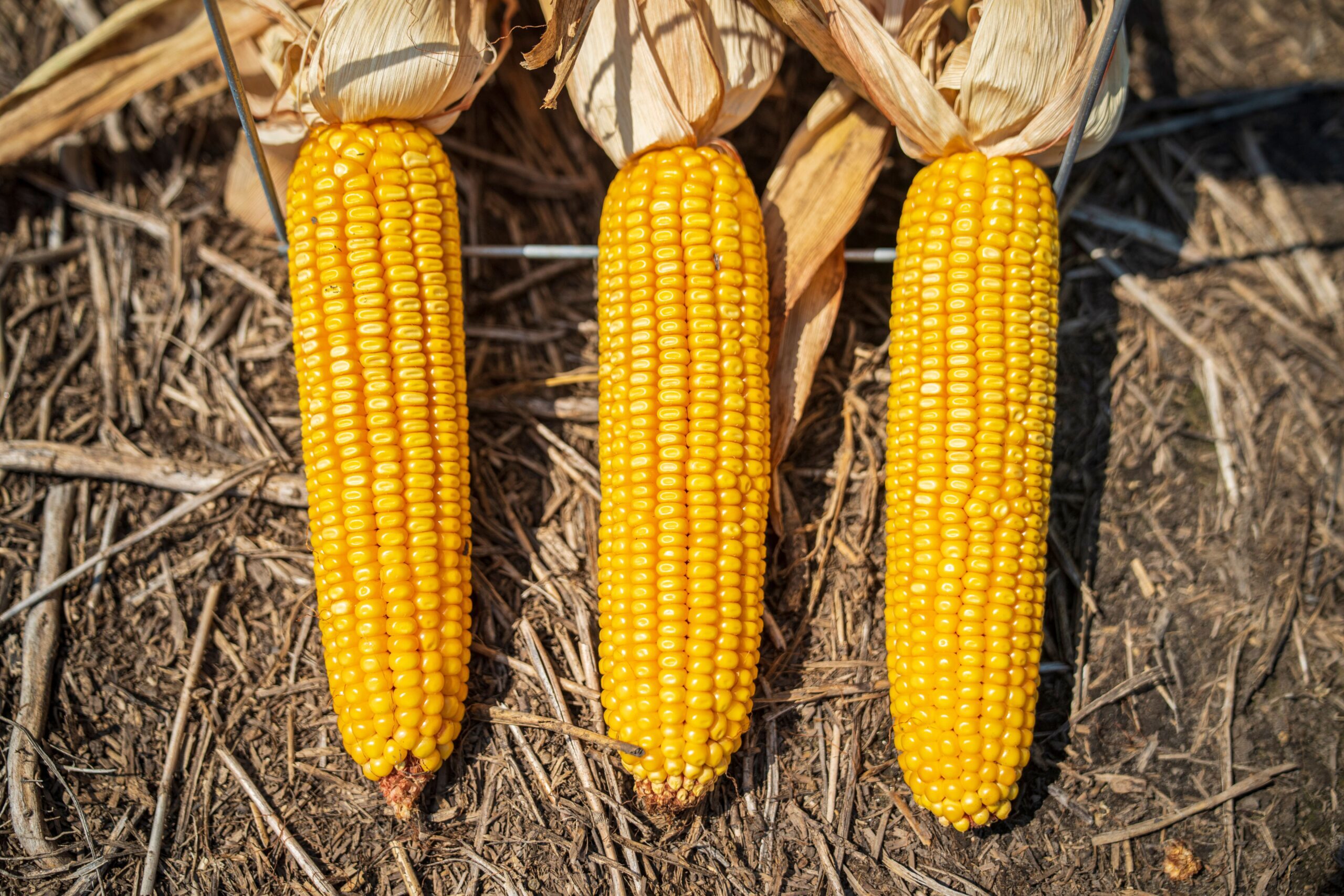 pexels-nc-farm-bureau-mark-13094647