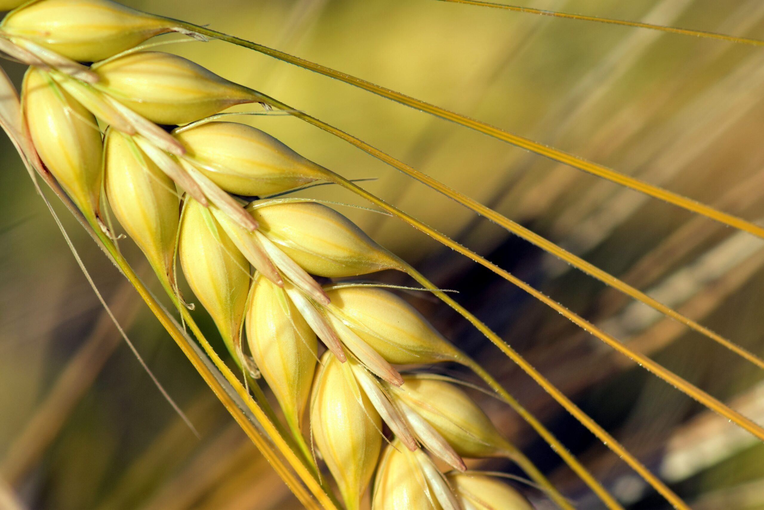 winter wheat
