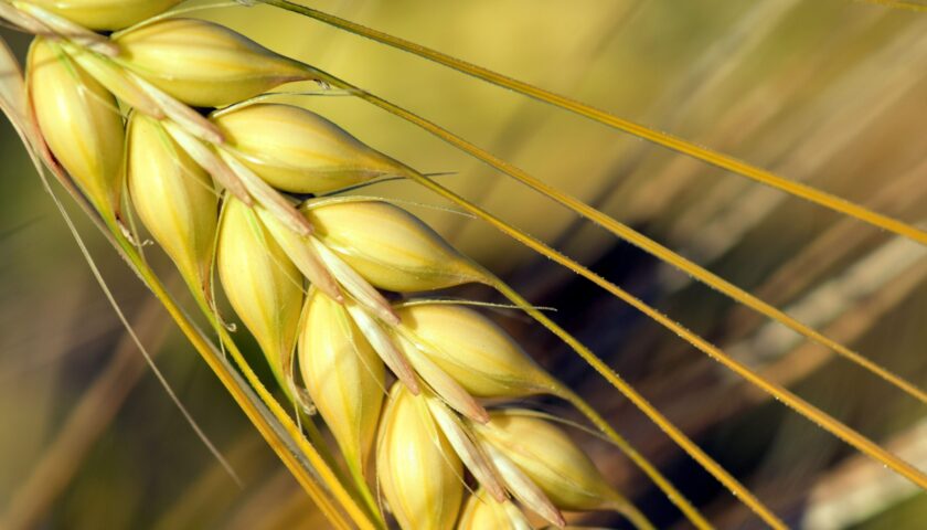winter wheat